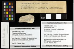 Foto (Objekt + Etiketten) von Munidopsidae indet. 